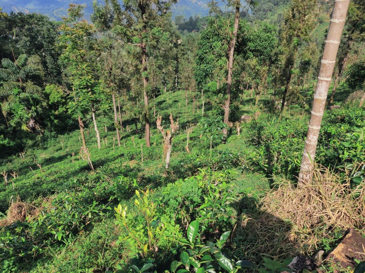 Rohana Estate Lodging & Camping Kandy Zewnętrze zdjęcie