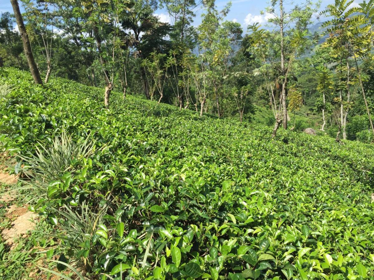 Rohana Estate Lodging & Camping Kandy Zewnętrze zdjęcie