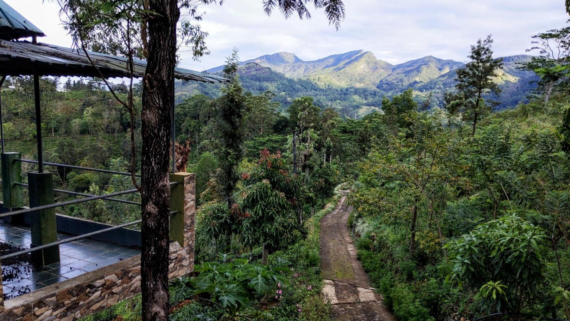 Rohana Estate Lodging & Camping Kandy Zewnętrze zdjęcie
